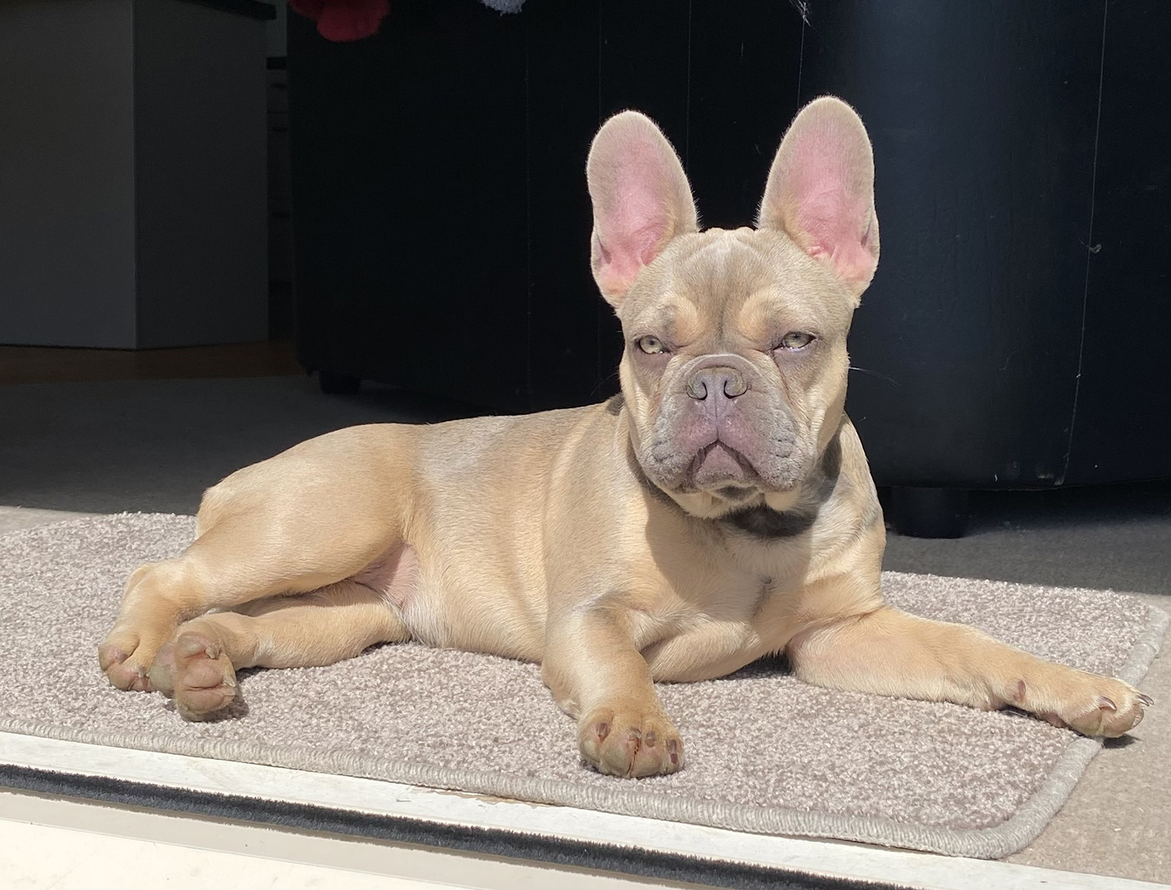 NZ French Bulldog Breeder Aroha Iti Frenchies nz-french-bulldog-breeder-aroha-iti-frenchies